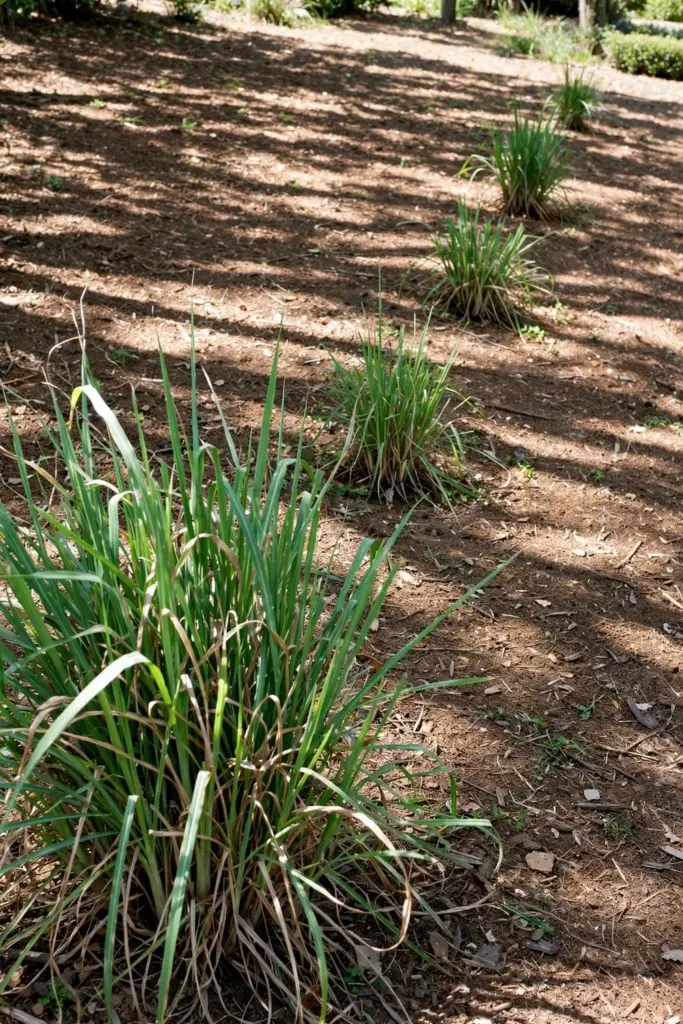 Row of spaced lemongrass clumps growing in a sunny mulched bed