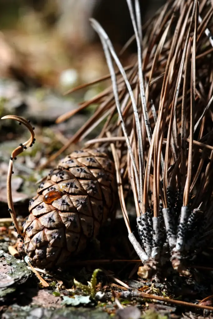 Black pycnidia fruiting bodies on dead pine needles and a second-year cone.