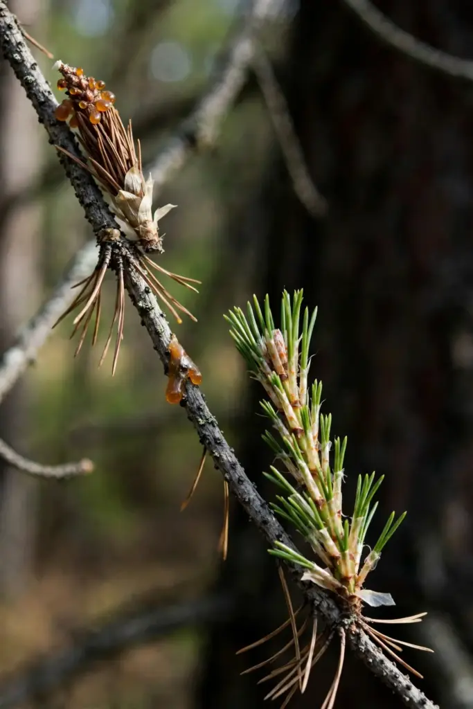 Sound green pine candle beside a dead brown candle on one twig.