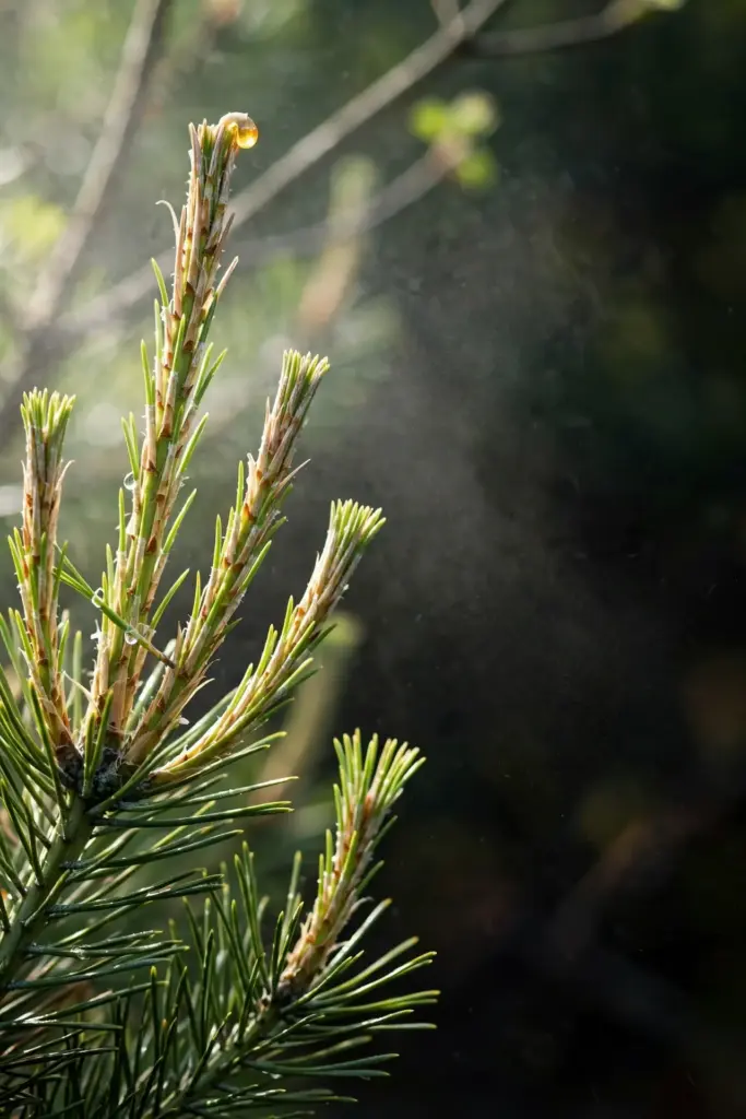 Elongating green pine candles with a fine protective mist in spring light.