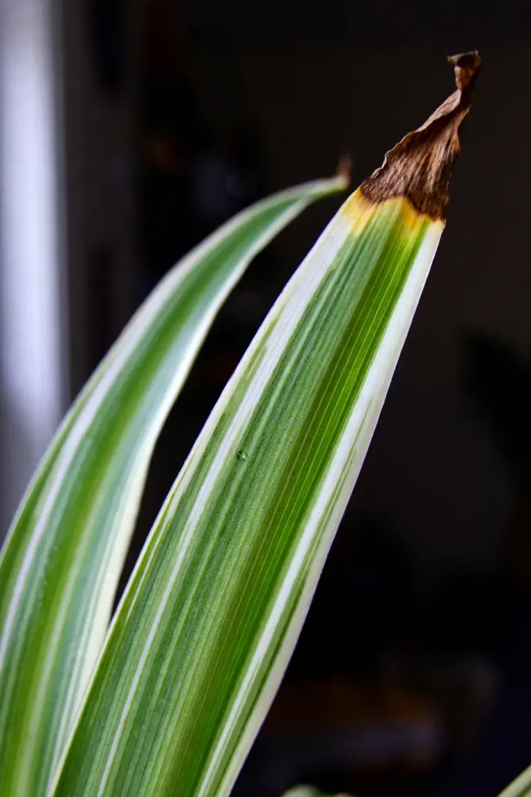 Close-up of spider plant leaf tips browned with yellow transition bands