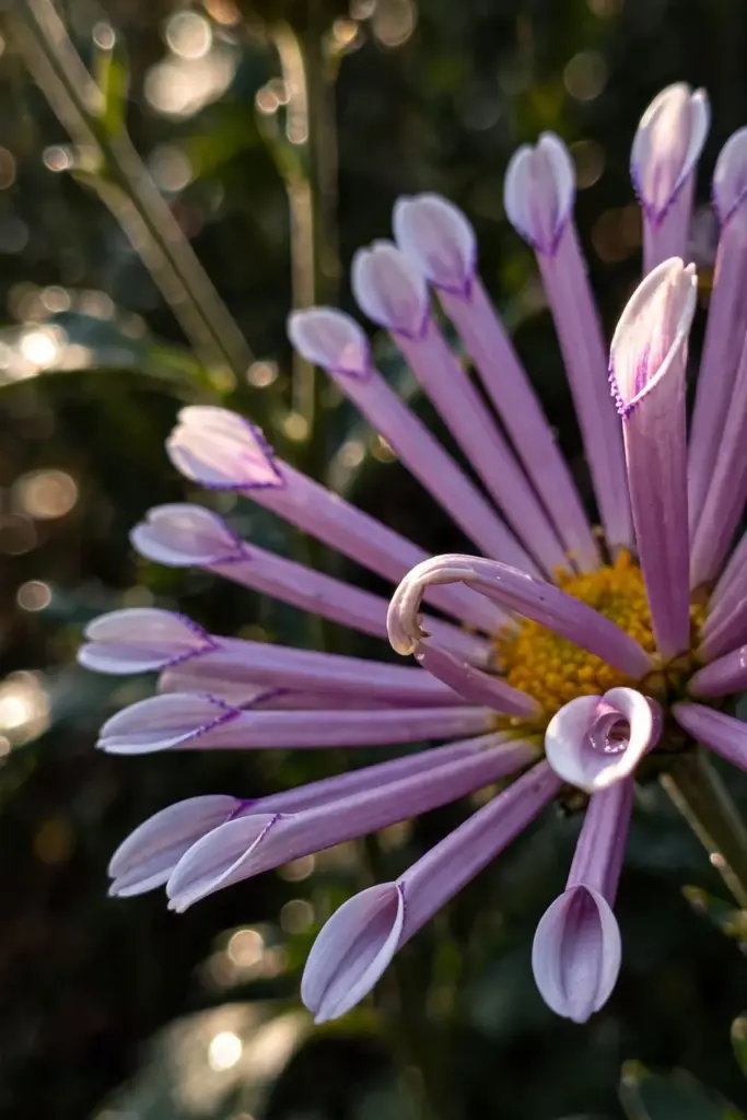 Spoon mum with tubular spoon-tipped florets