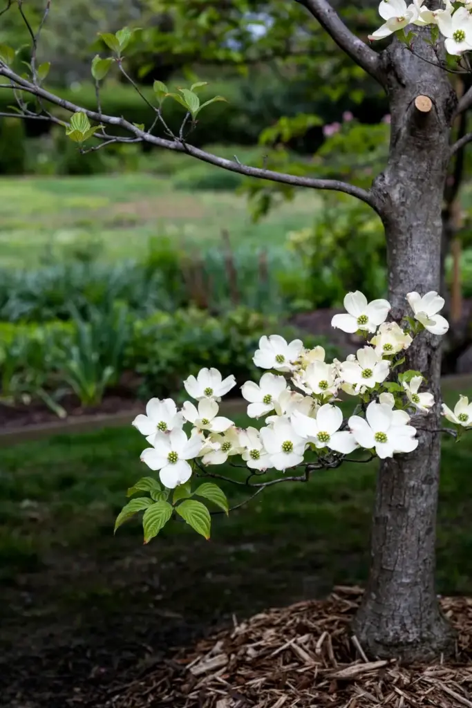Healthy flowering dogwood in full bloom with clean white bracts.