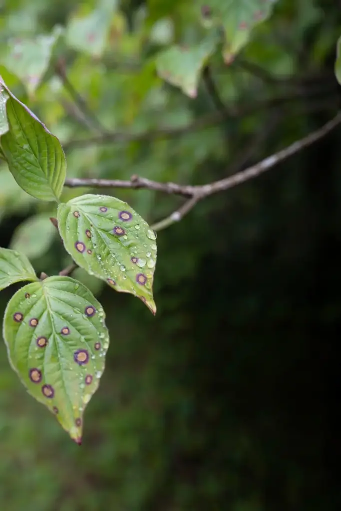 Young dogwood leaves with spots and fine spray droplets beading on them.