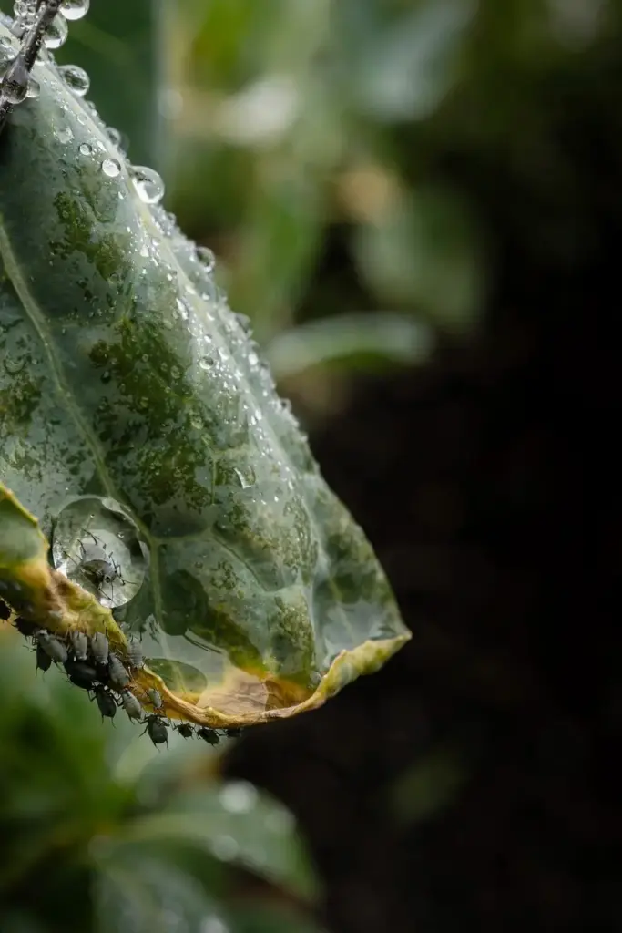 Spray droplets beading on an aphid-infested brassica leaf.