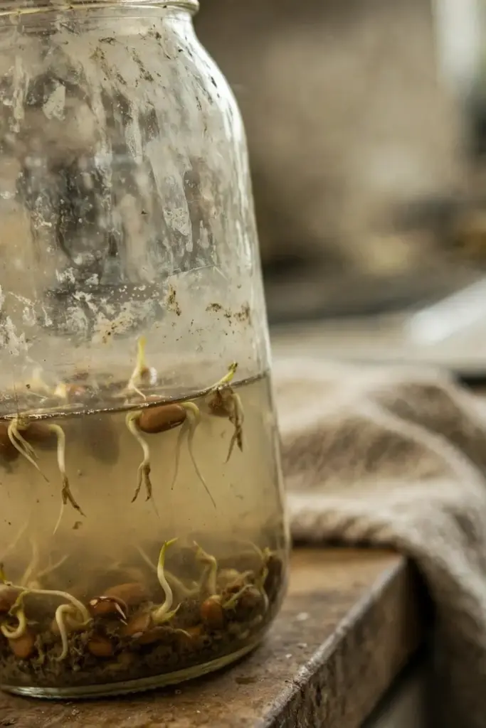 Sprouting jar sitting flat with murky standing water at the bottom