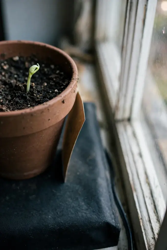 Small pale sprout emerging from a pot on a heat mat by a window