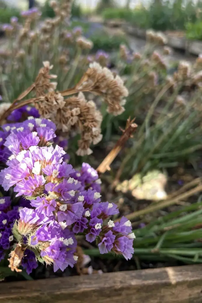 Purple statice sprays heavy with tiny papery flowers
