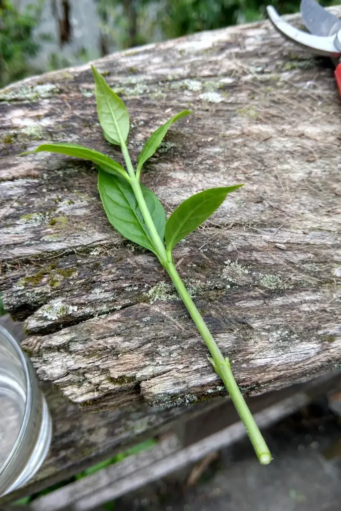 Java tea stem cutting with visible leaf nodes on a timber board