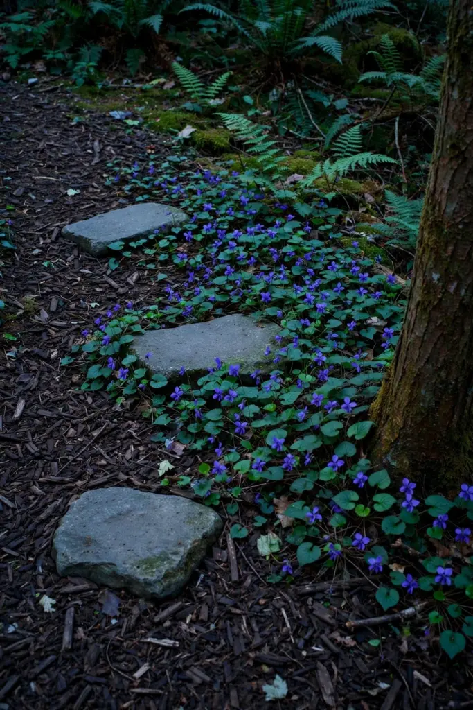 Stepping stones through a mulch bed with violet groundcover in deep shade