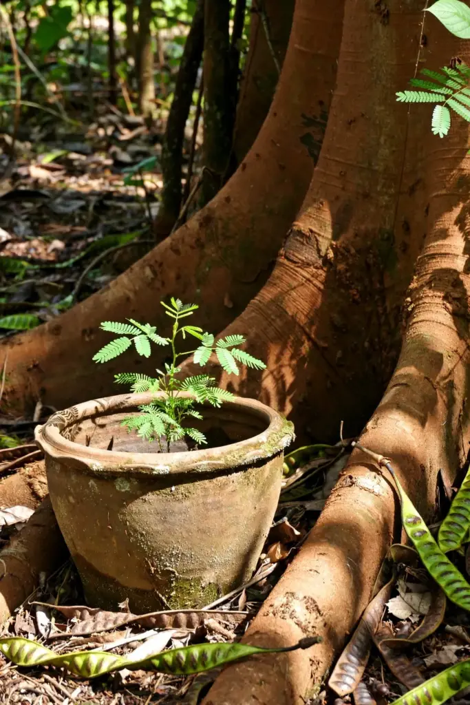 Small stink bean seedling in a clay pot at the base of a giant tree