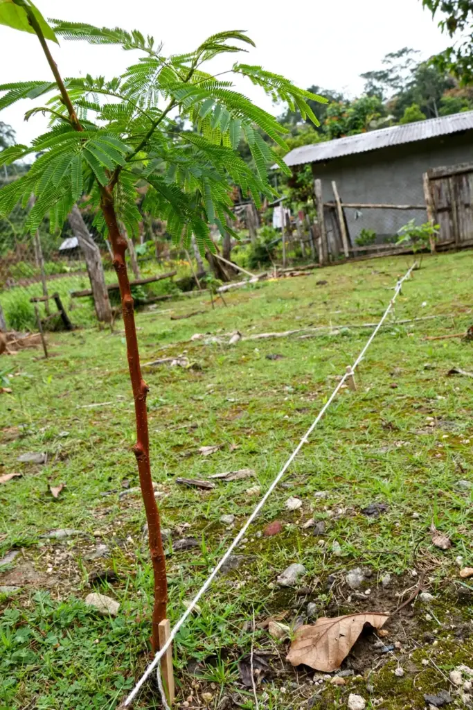 Young stink bean tree in a wide garden clearing with a spacing grid staked across the grass