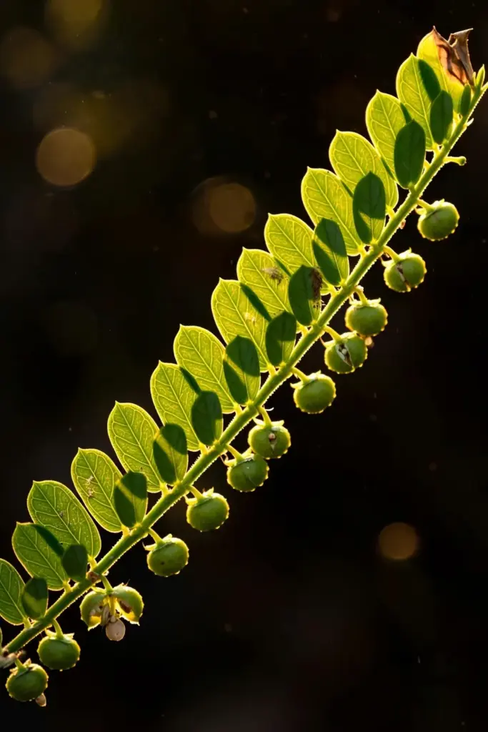 Tiny round seed capsules hanging beneath a stonebreaker branchlet, backlit