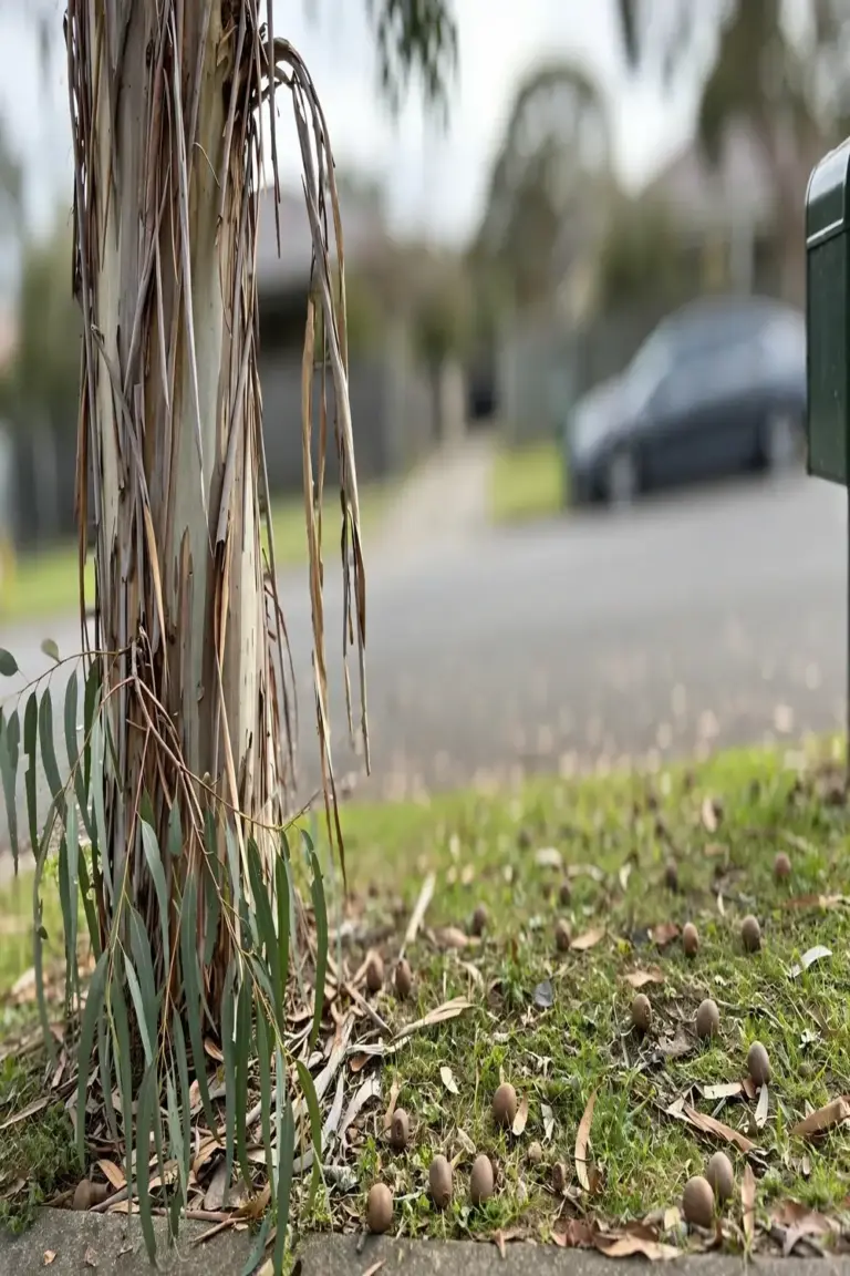 Street gum tree with shedding bark and fallen gumnuts on the verge