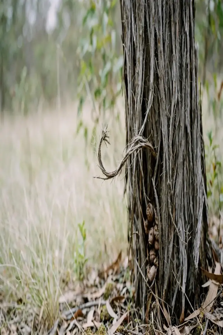 Stringybark trunk with long fibers, one fiber lifting free