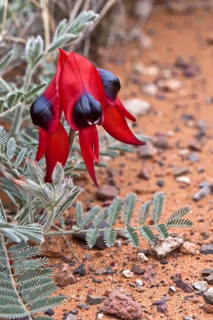 Sturt's Desert Pea flower with scarlet petals and a glossy black boss