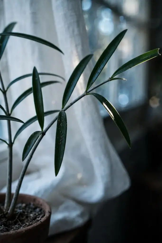 A potted suji plant in bright indirect light near a window