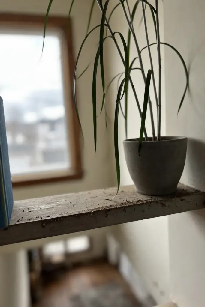 A suji plant on a high shelf out of reach of pets