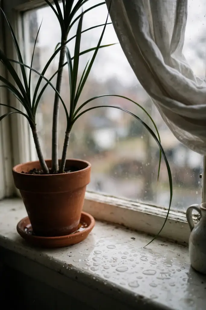 A potted suji plant on a bright windowsill showing the full setup