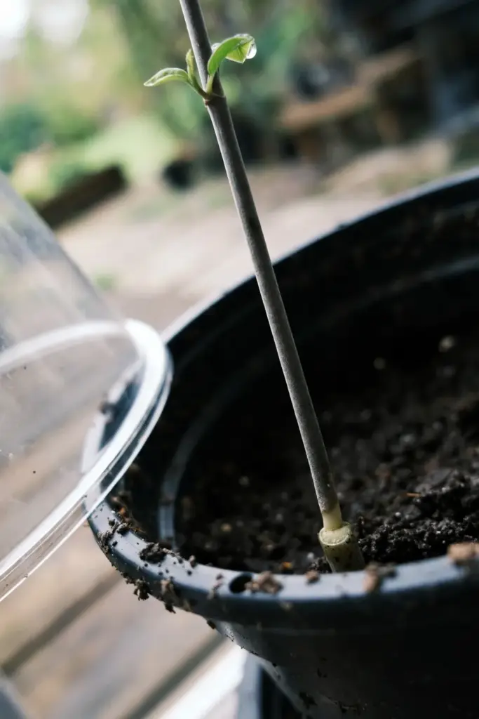 A suji tip cutting with stripped lower leaves rooting in moist potting mix
