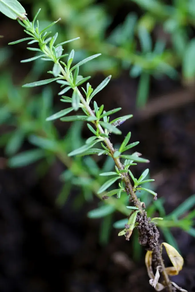 Summer savory sprig with tiny narrow leaves and soil crumbs at the base