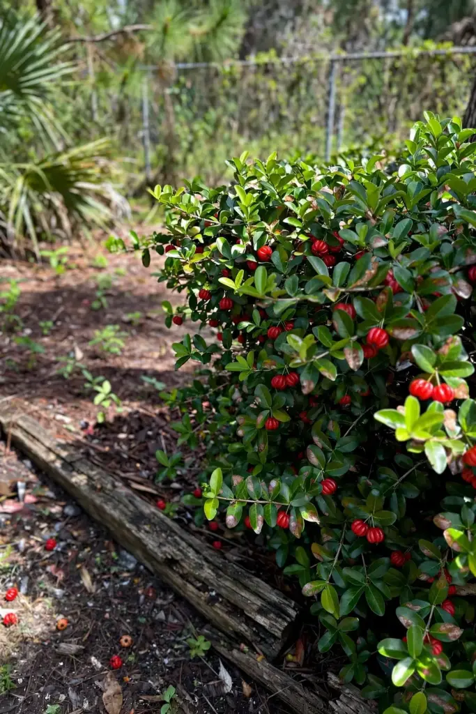 Surinam cherry hedge with volunteer seedlings at a South Florida yard edge