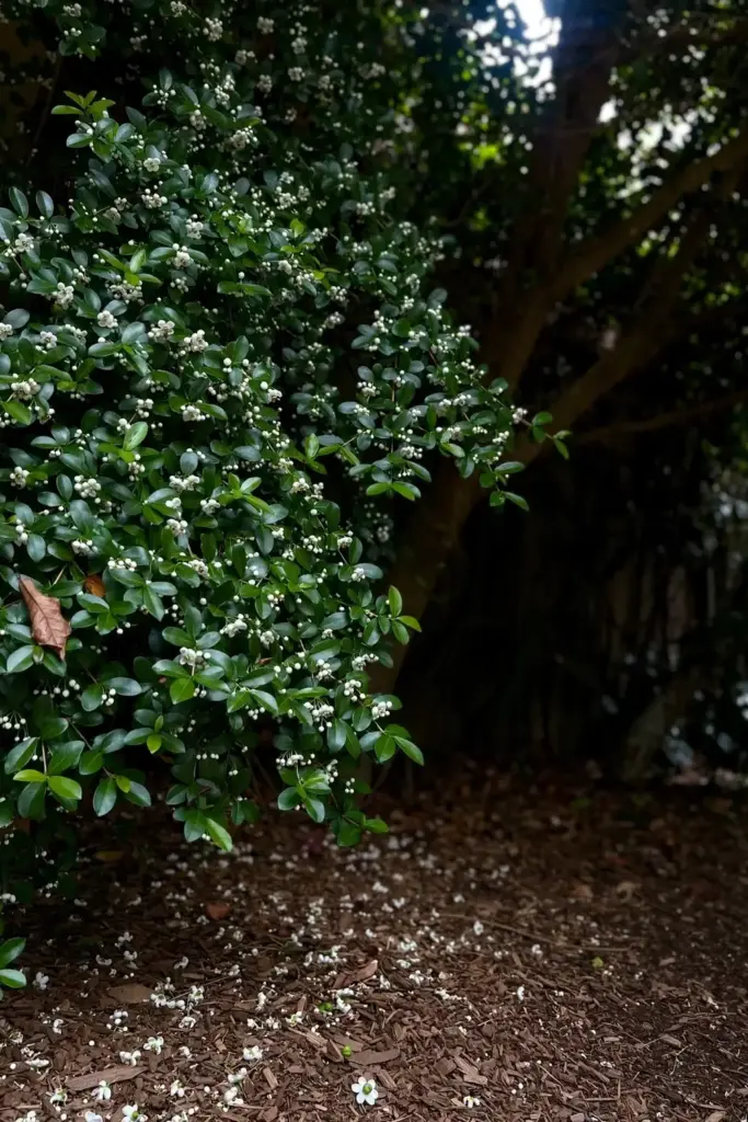 Leafy Surinam cherry tree with blossoms but no fruit in shade