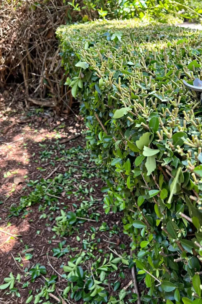 Surinam cherry hedge with freshly sheared flat top and pruning shears