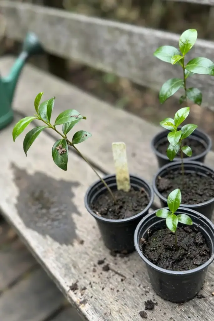 Young Surinam cherry seedlings growing in small nursery pots on a bench