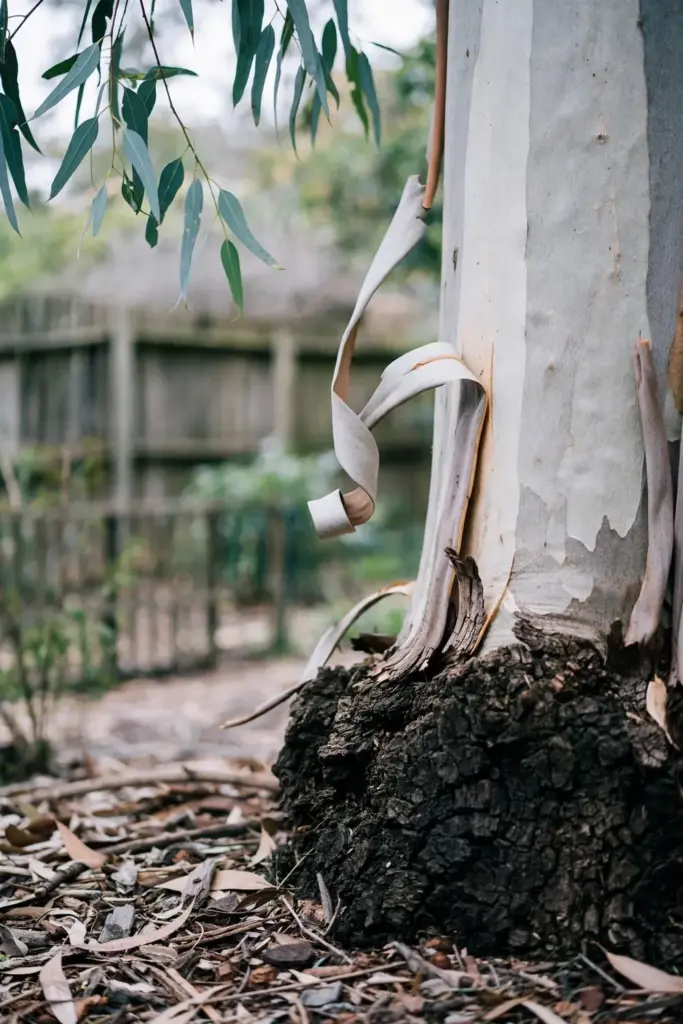 Sydney Blue Gum trunk with rough dark base and smooth bark above