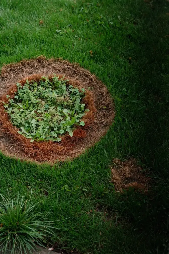 Bentgrass lawn with a doughnut ring patch of dead turf and weeds in the center.