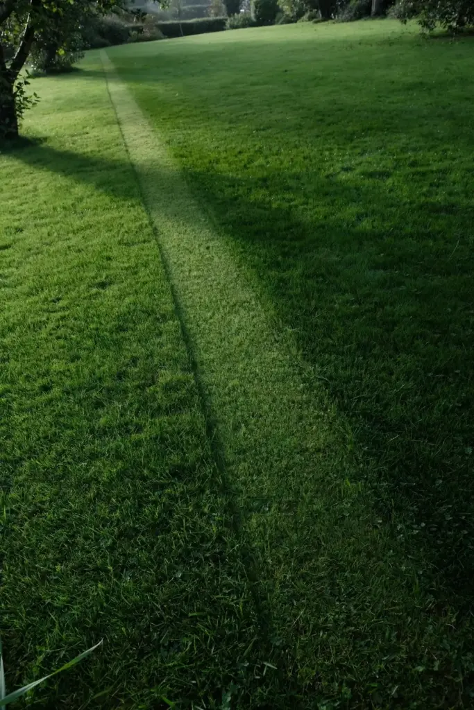 Healthy dense lawn with a mowed path and no bare patches.