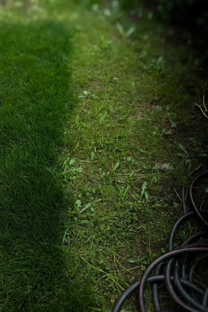 Recovering lawn with a thinning patch filling in beside healthy turf.