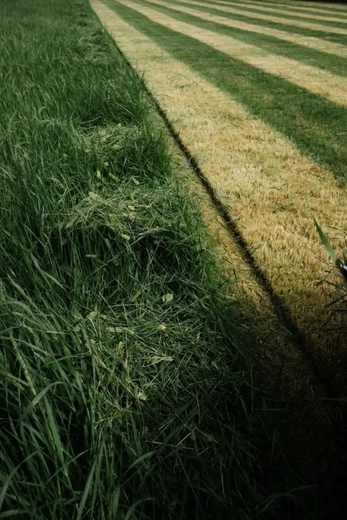 Tall freshly mowed lawn with stripes and deep green growth.