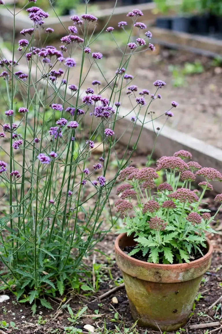 Tall verbena species beside a potted compact Cloud cultivar in a nursery bed
