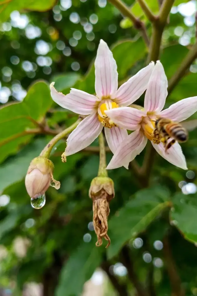 Pale pink tamarillo flowers with a bee visiting for pollination