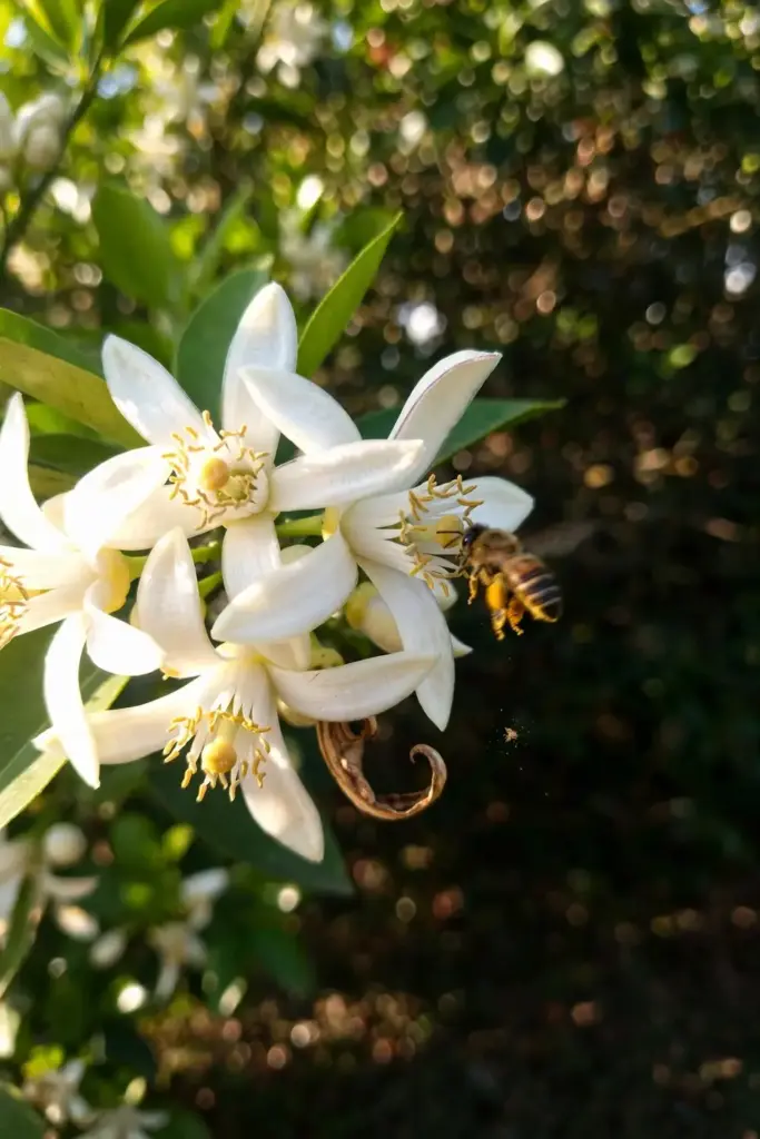 Tangelo blossom cluster with a bee visiting fragrant white flowers
