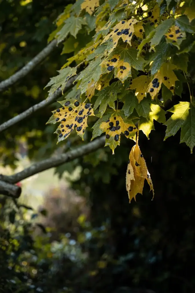 Dense wet maple canopy with spotted leaves after rain.