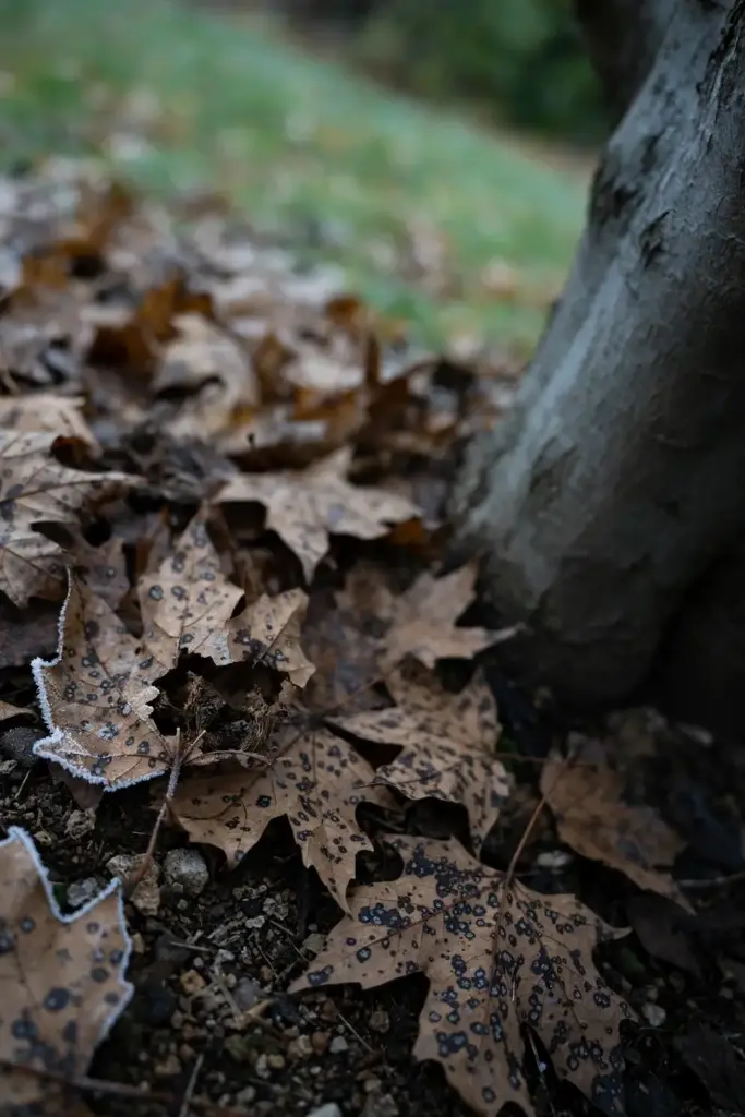 Thick layer of spotted maple leaves overwintering under a tree.
