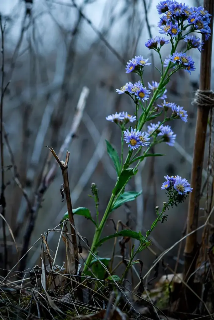 Tatarian aster towering with lavender-blue late fall flowers