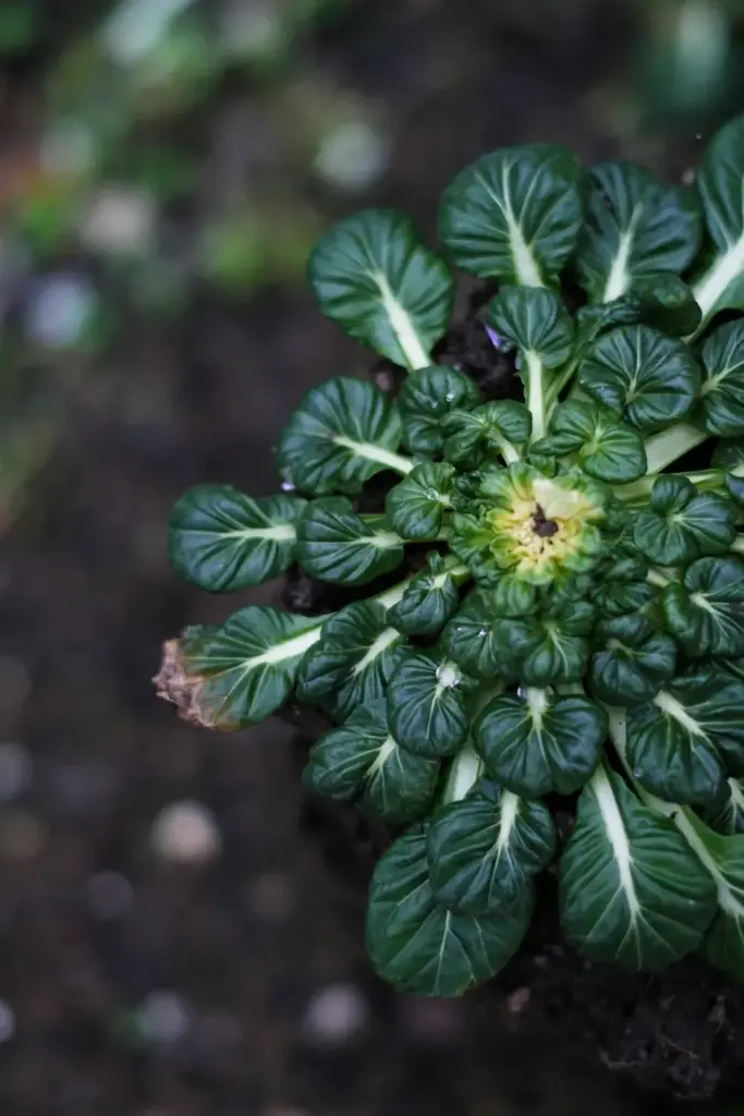 Tatsoi rosette from above, spoon leaves spiralling from the crown