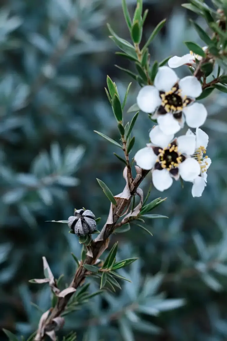 Leptospermum five-petalled flowers with small narrow leaves