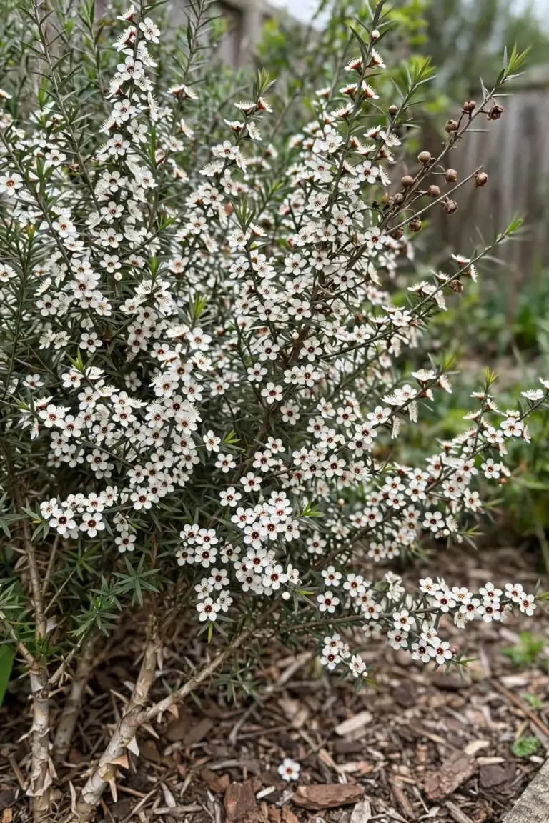 Mature tea tree shrub in full white bloom in a home garden