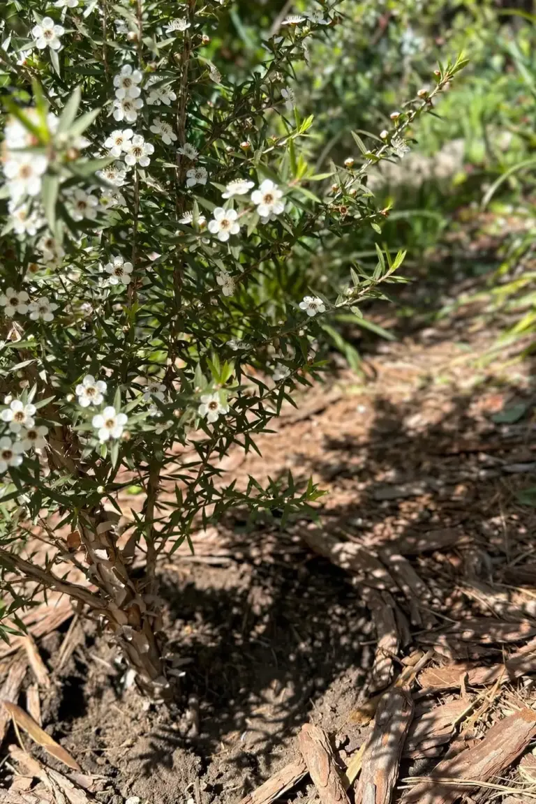 Tea tree shrub in a sunny mulched garden bed with mulch clear of the stem