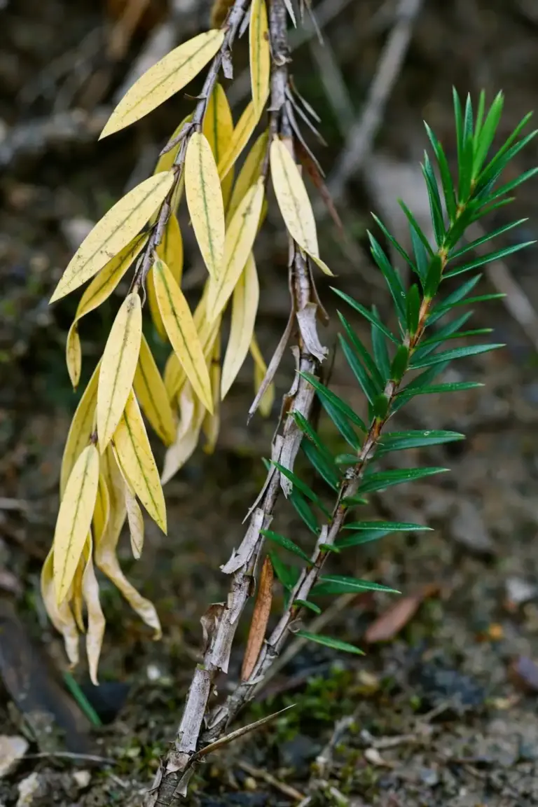 Tea tree branch with yellowing leaves beside healthy green leaves