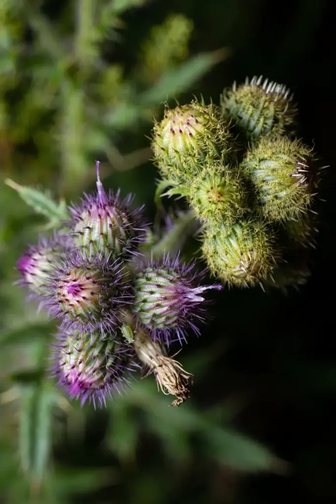 Sow thistle bracts in macro showing yellow glandular hairs and purple hairs
