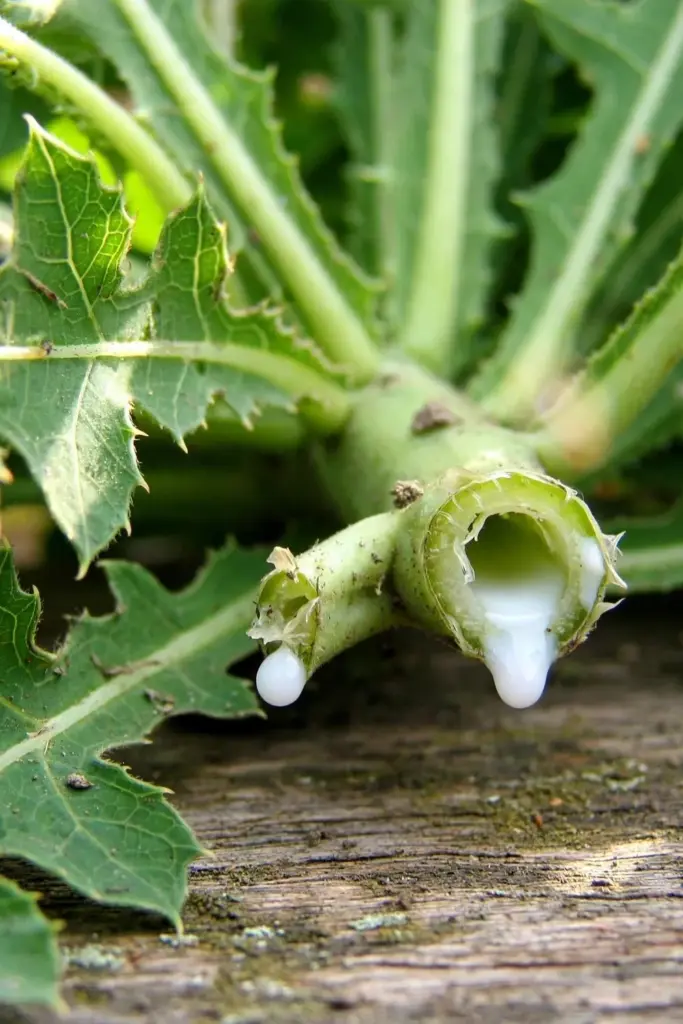 Cut tempuyung stem showing hollow tube and white milky sap bead