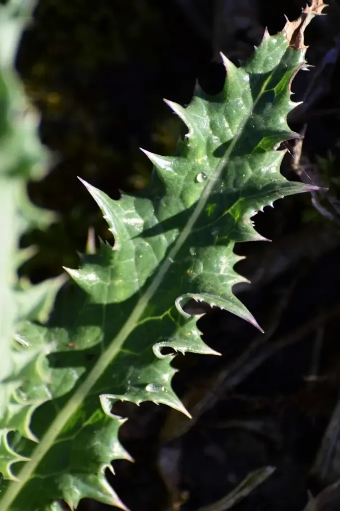 Spiny prickly sow thistle leaf teeth in macro beside a softer tempuyung leaf edge