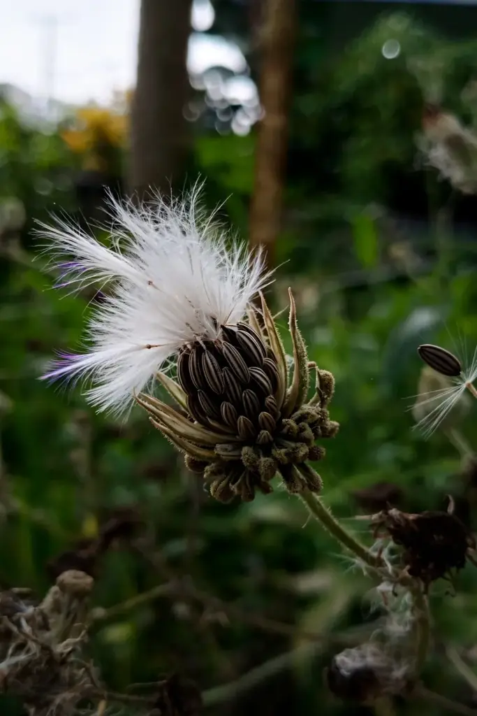 Tempuyung seed head opening into white pappus with dark ribbed achenes