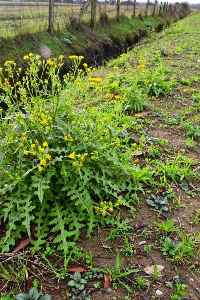 Spreading tempuyung patch with tall yellow stems colonizing a field edge